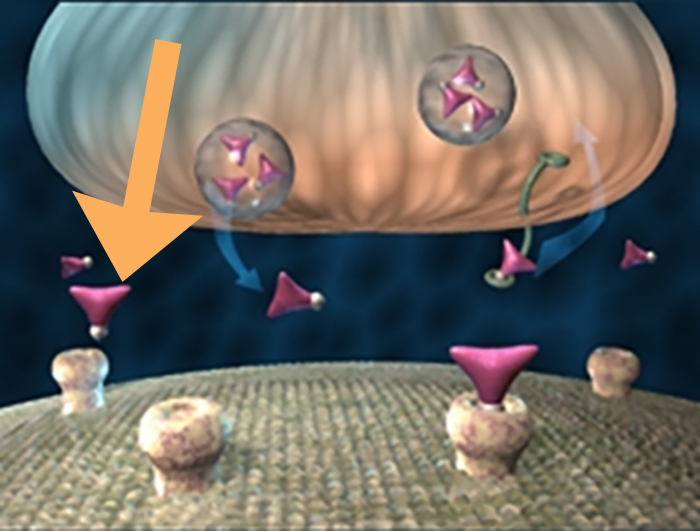 SSRI Depletion Figure 1